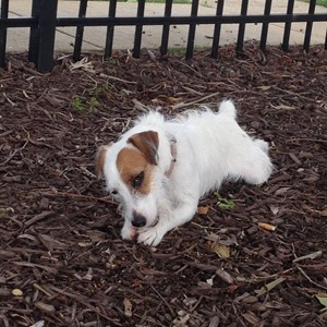 Jack Russell Terrier chewing on a stick.