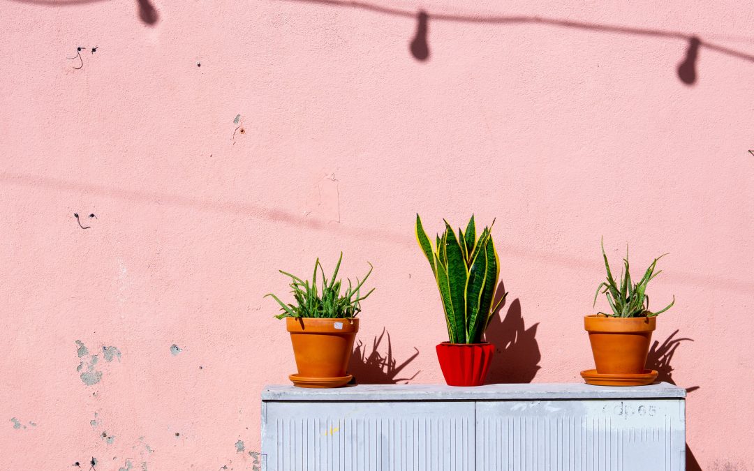 three plants in front of green background